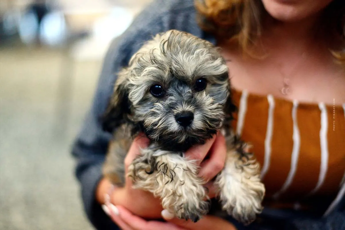 Comprare un cane: Il cucciolo si trasferisce! Andare a spasso, stare da solo & Co. - La tua prima settimana