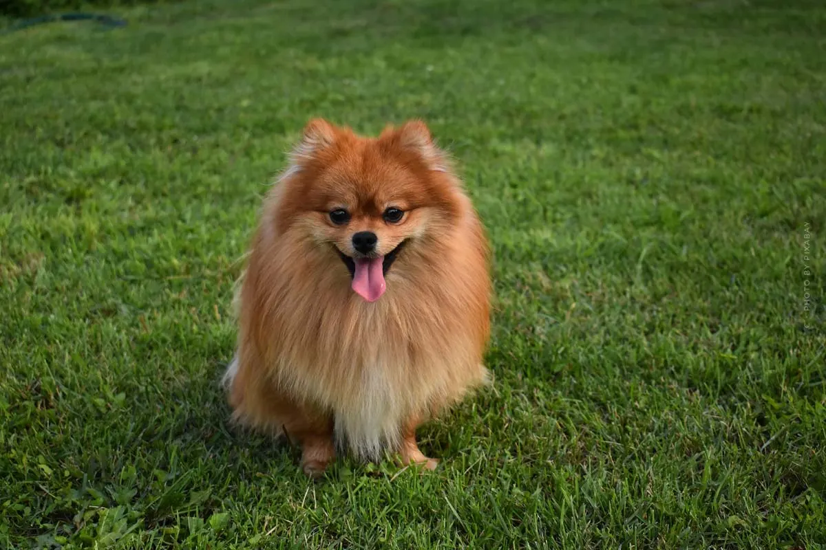 Primo cane. Esperienza: Addestrato in casa, cammina fuori dal guinzaglio, impara i comandi.