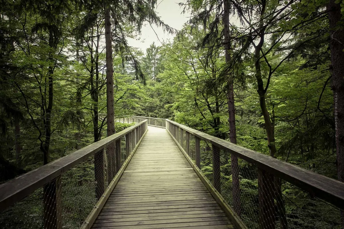 Lüneburger Heide Segreto: Baumwipfelpfad Heide Himmel - ponti e sentieri nel bosco di pini