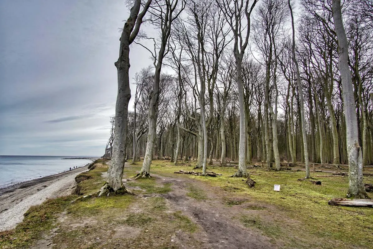 Kühlungsborn Segreto: Il bosco dei fantasmi di Nienhagen - escursioni a piedi e in bicicletta