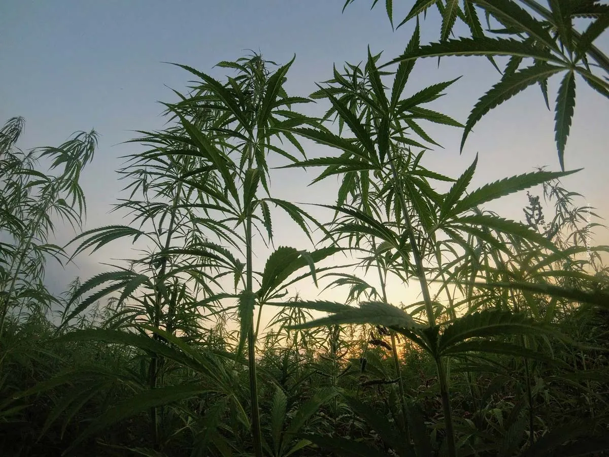 Ceppi di cannabis: i ceppi migliori e più popolari