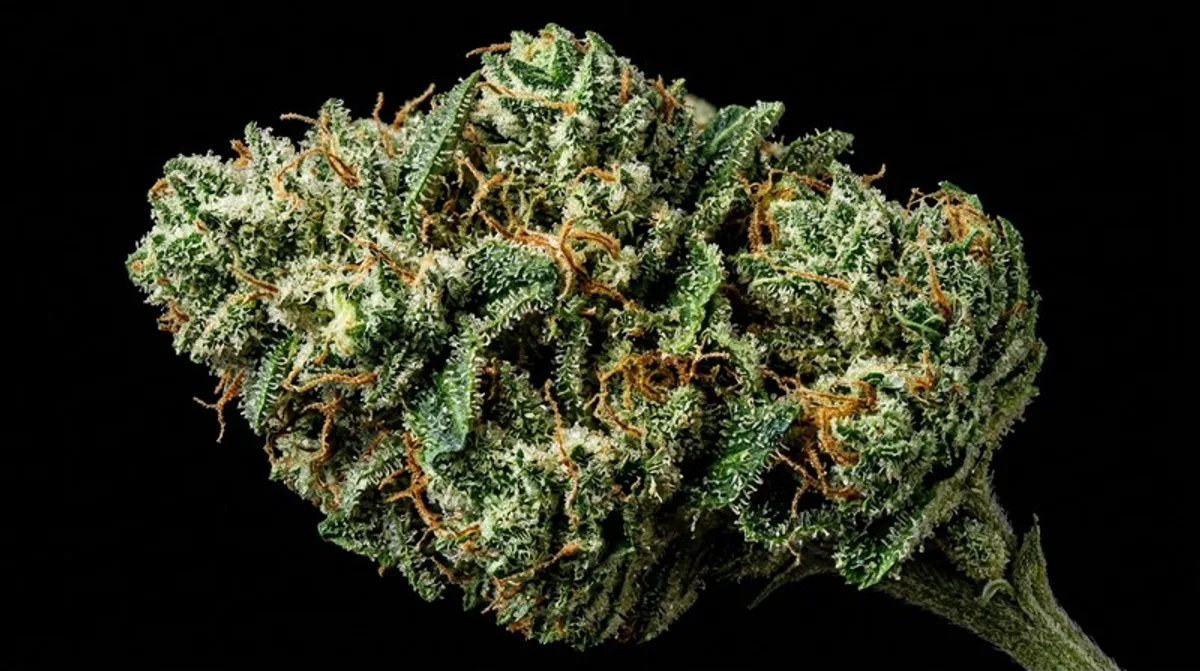 Gorilla Glue #4: effetto, terpeni & la varietà più appiccicosa nel test
