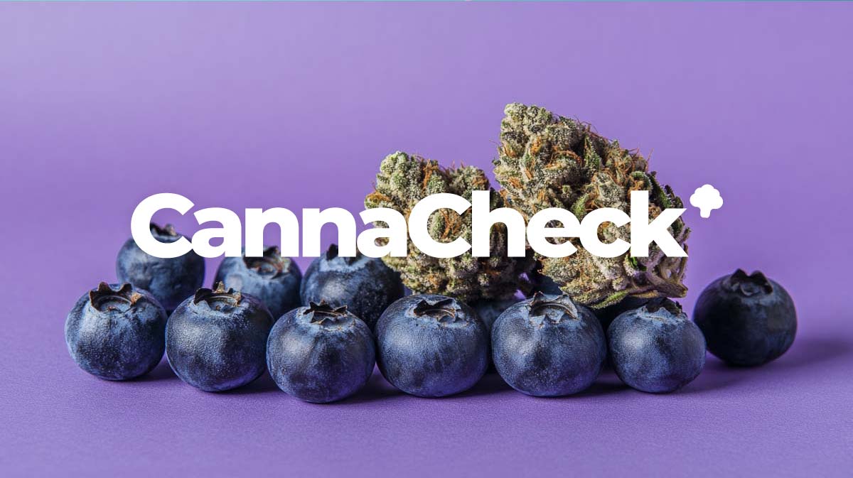 Confronto dei prezzi della cannabis: Buds convenienti, farmacie e ricetta online