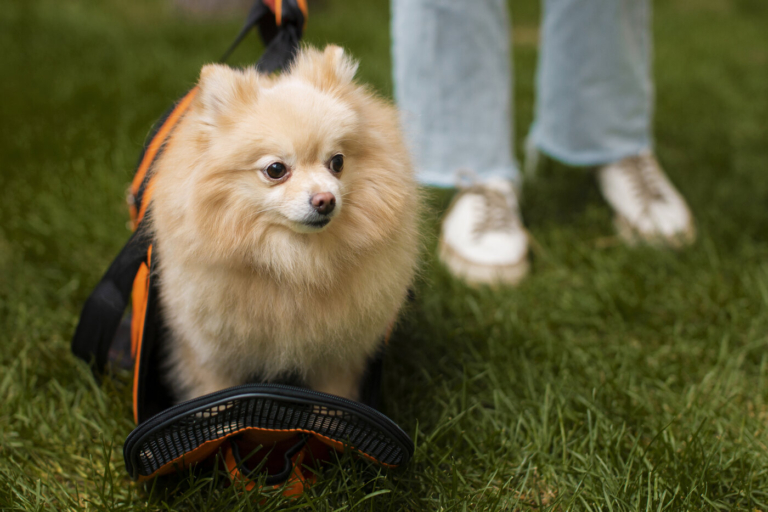 Addestramento del Pomerania: consigli per cuccioli e Pomerania adulti